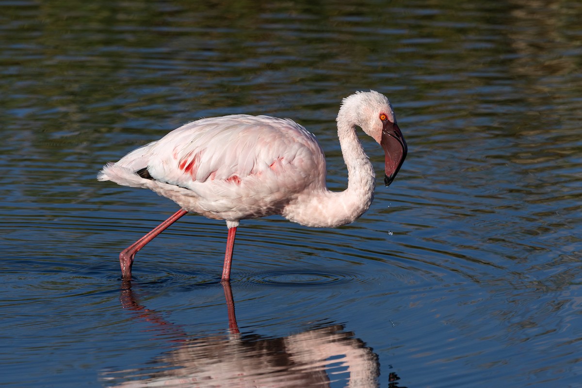 Lesser Flamingo - ML619192483