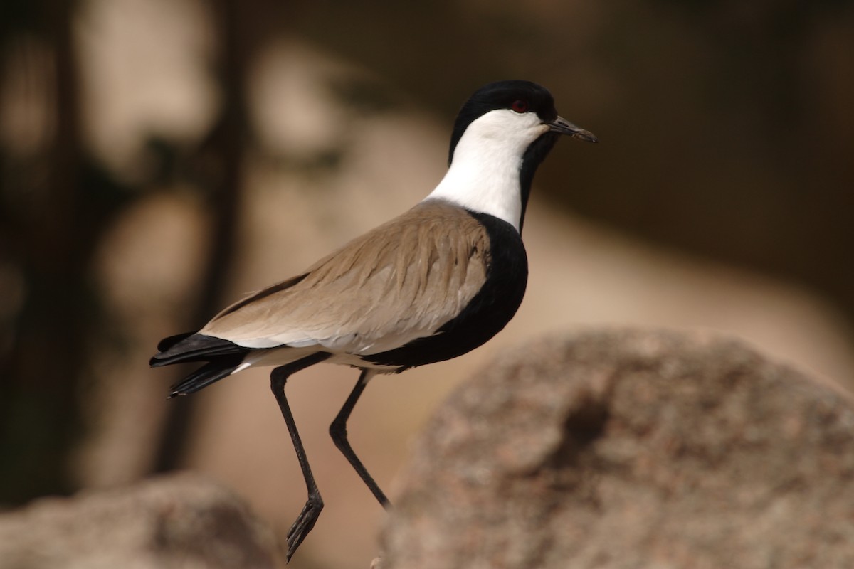 Spur-winged Lapwing - ML619192506