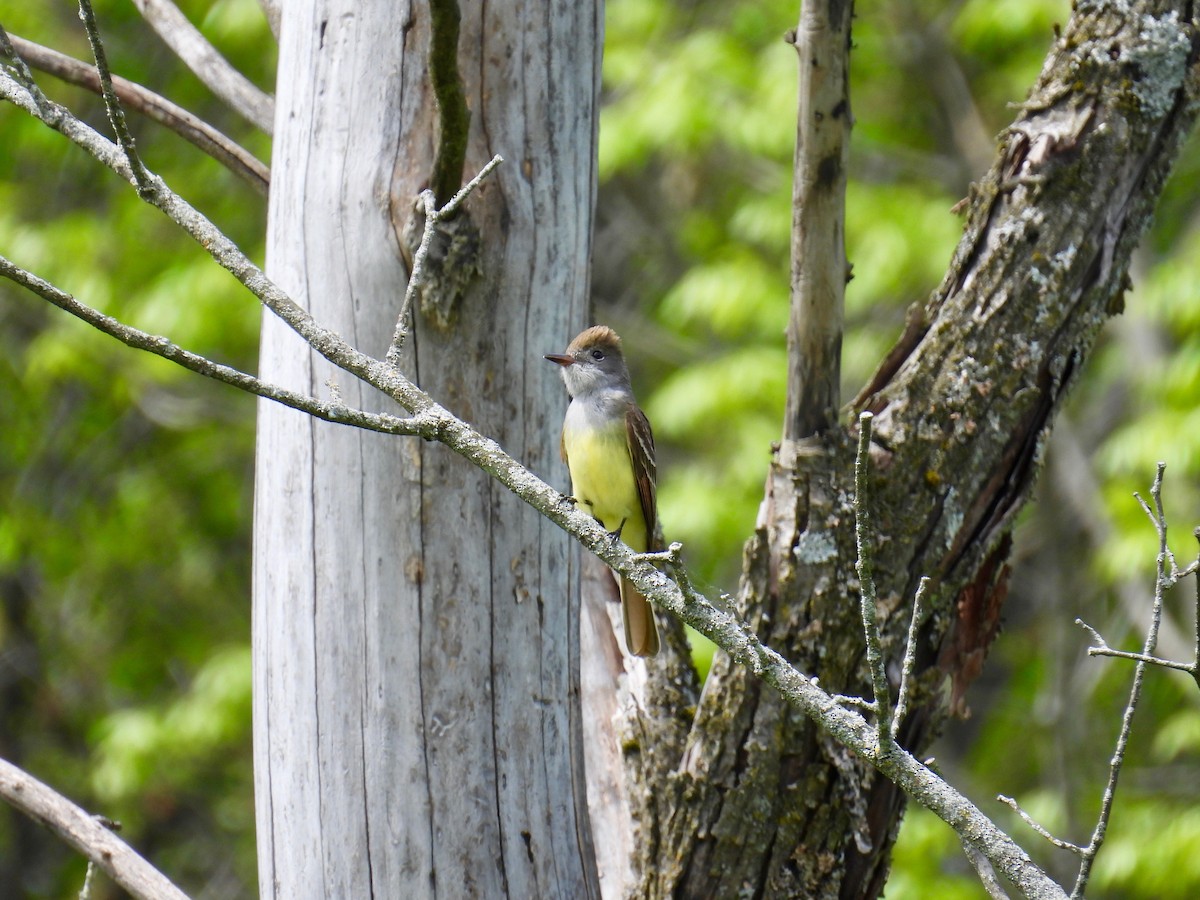 Great Crested Flycatcher - ML619192510