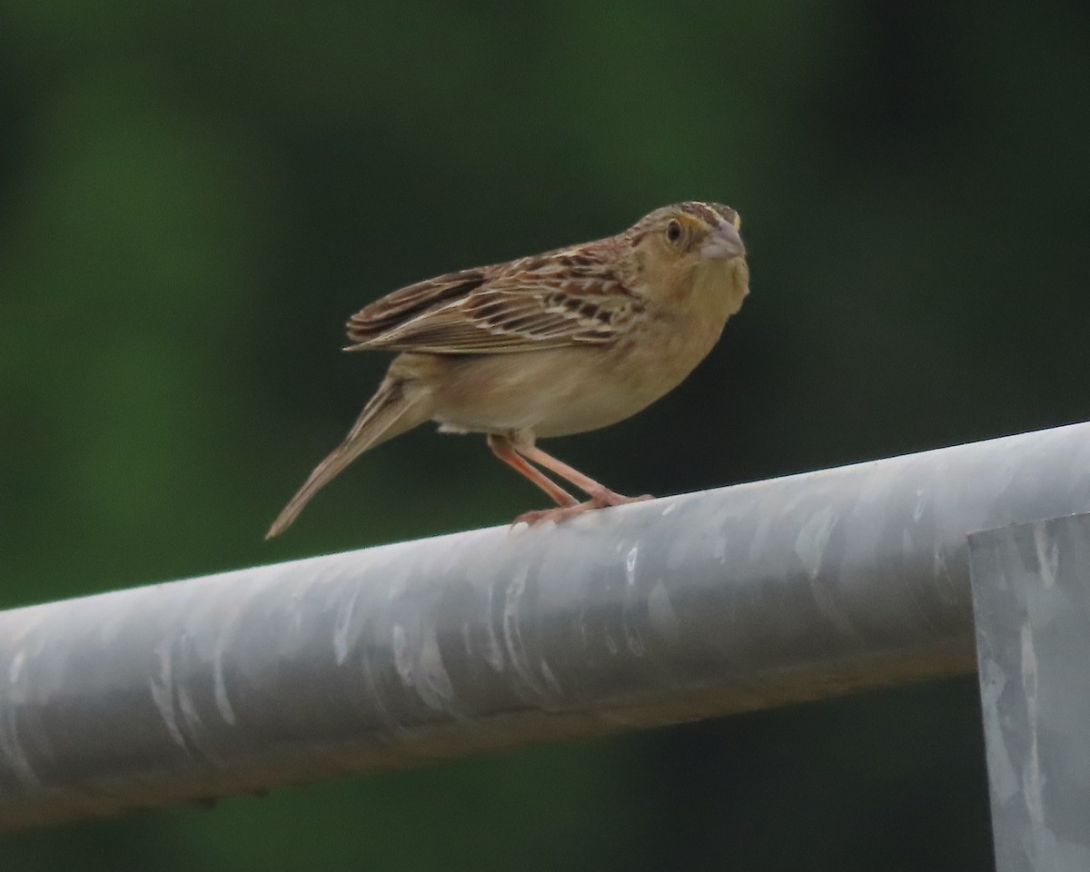 Grasshopper Sparrow - ML619192531