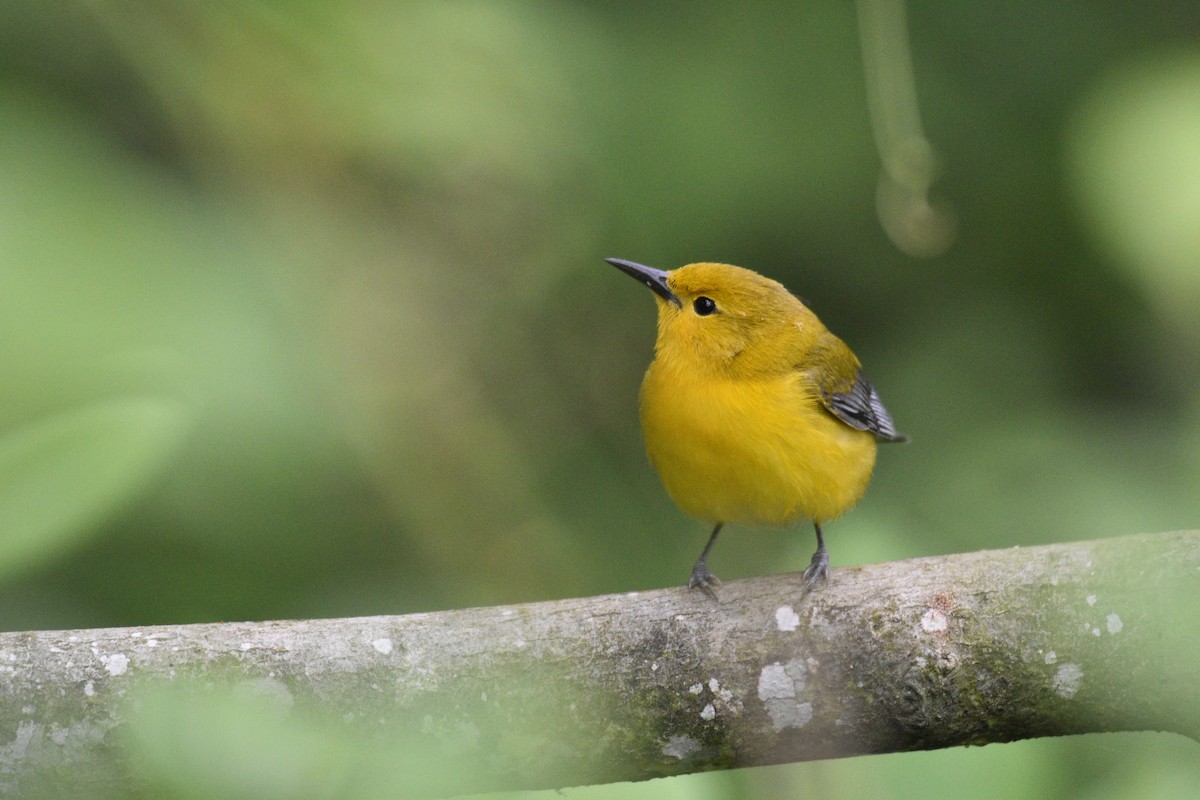 Prothonotary Warbler - ML619192593