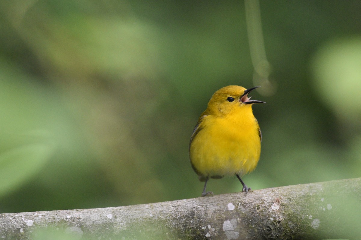 Prothonotary Warbler - ML619192594