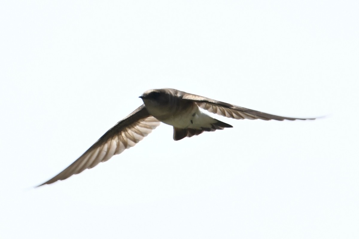Northern Rough-winged Swallow - ML619192617