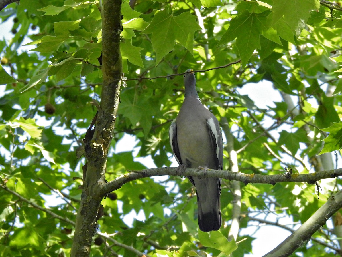 Common Wood-Pigeon - ML619192712