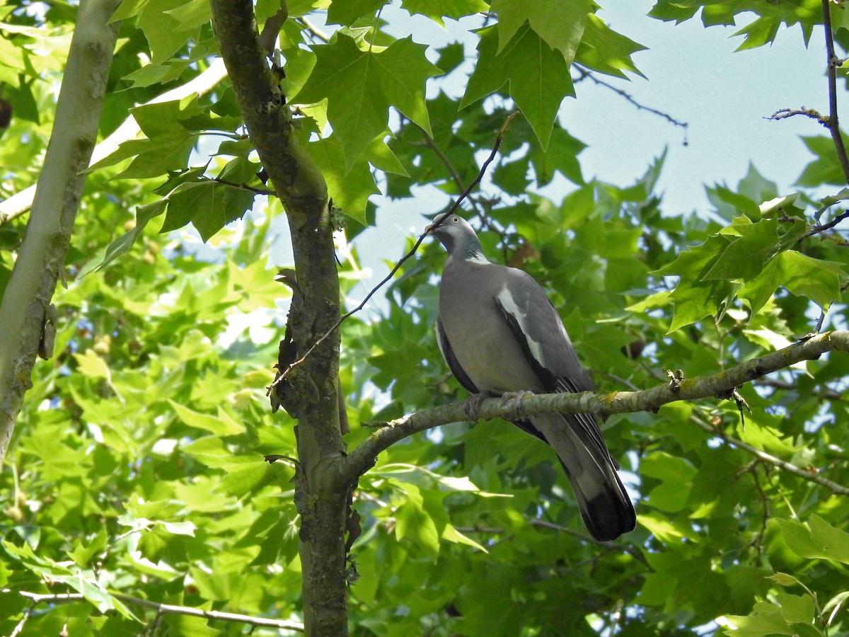 Common Wood-Pigeon - ML619192713
