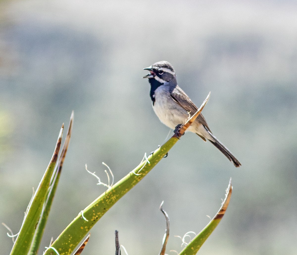 Black-throated Sparrow - ML619192722