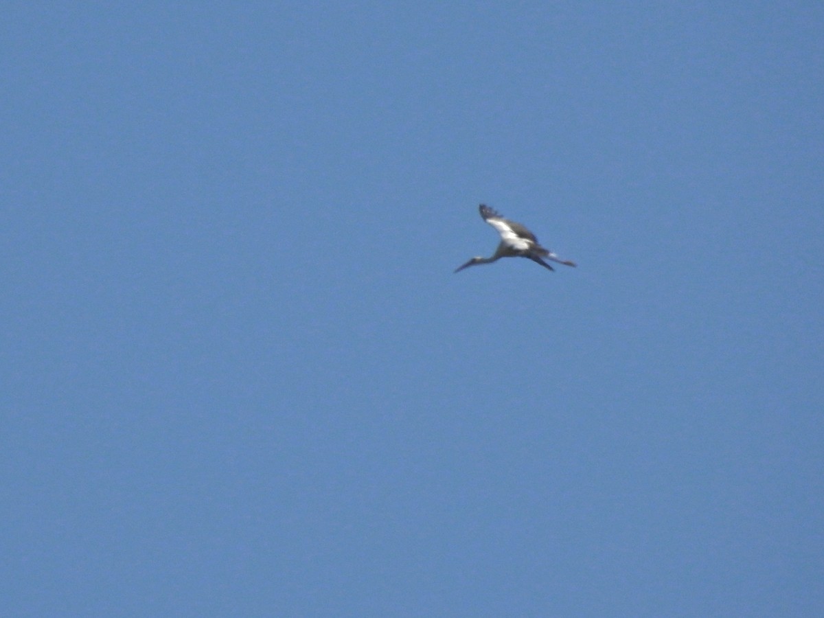 White Stork - ML619192726