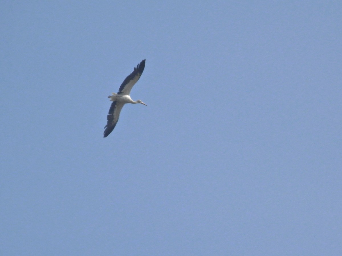 White Stork - ML619192727