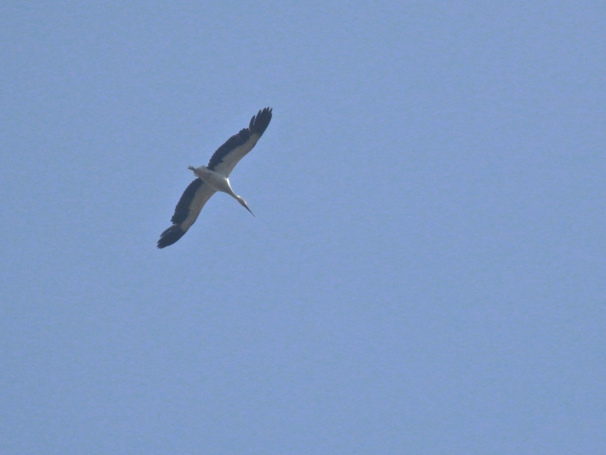 White Stork - ML619192729