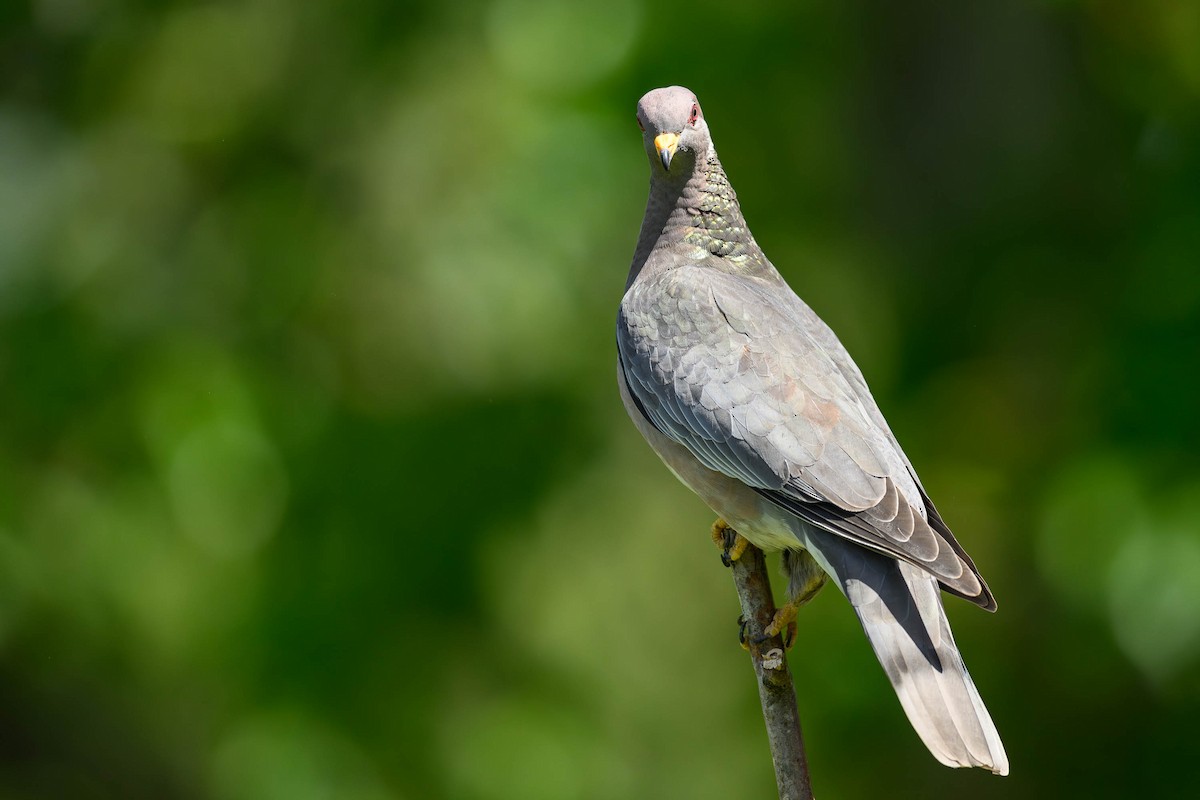 Band-tailed Pigeon - ML619192742