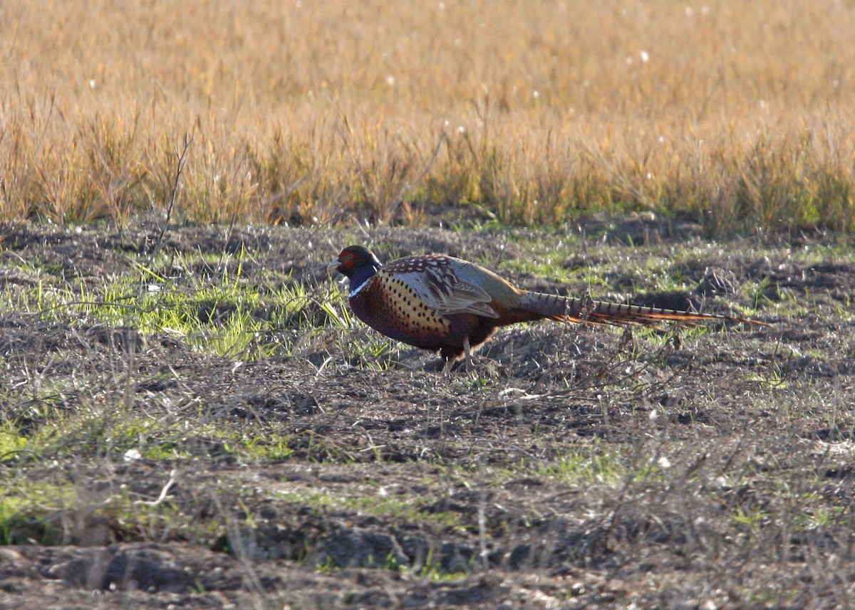 Ring-necked Pheasant - ML619192790