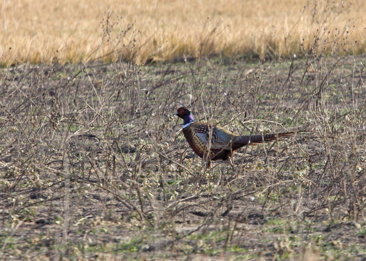 Ring-necked Pheasant - ML619192800