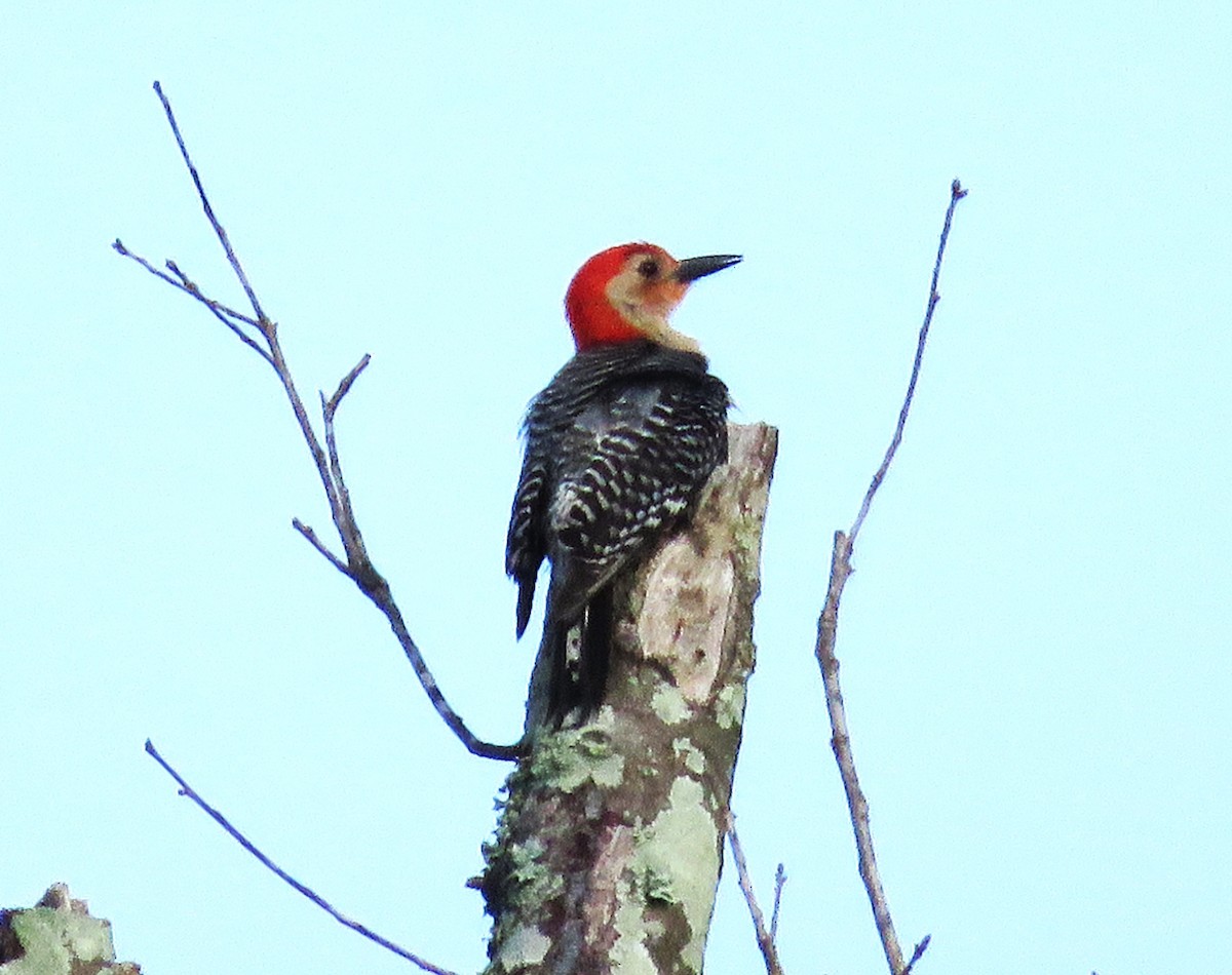 Red-bellied Woodpecker - ML619192805