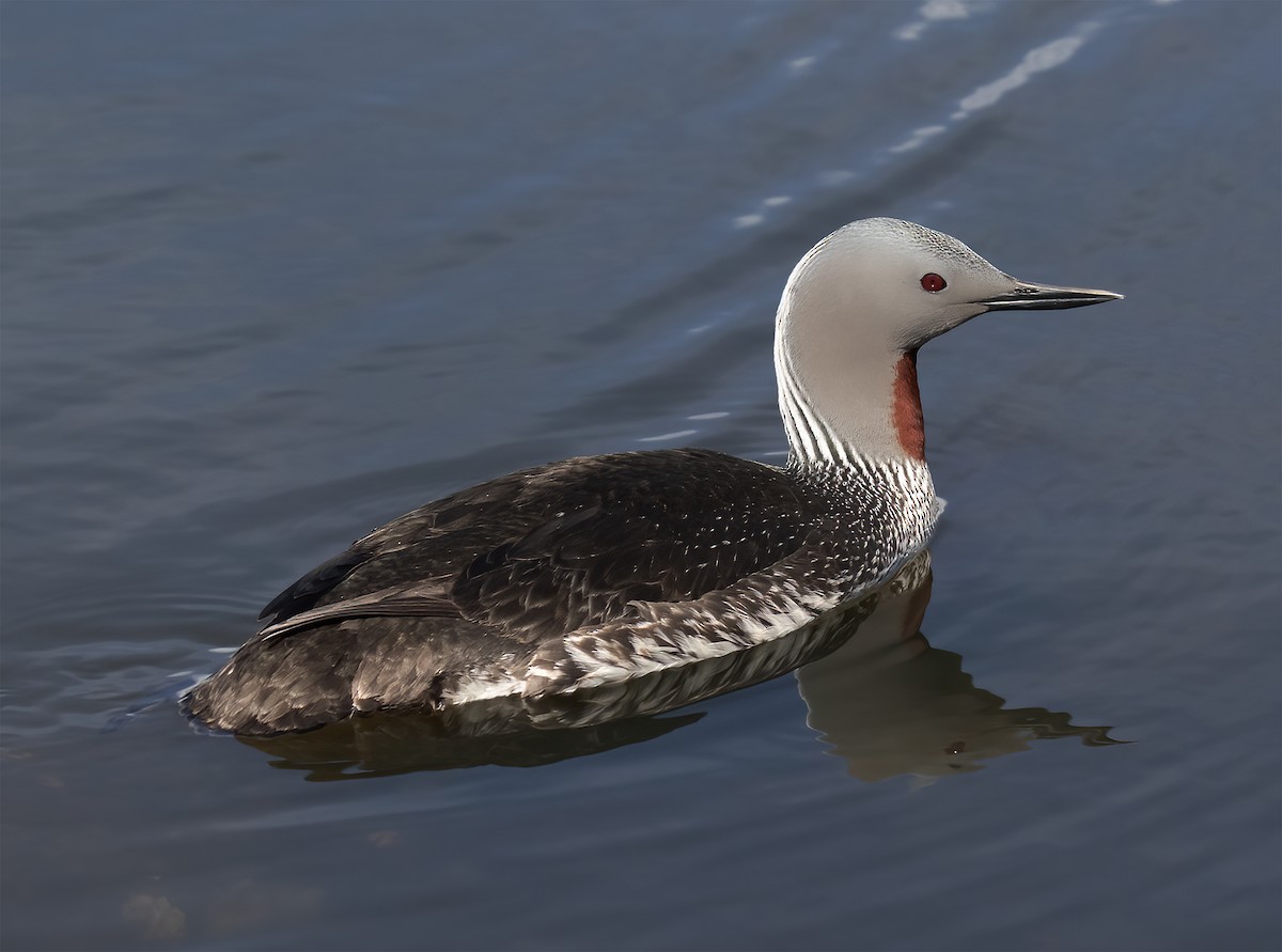 Red-throated Loon - ML619192811