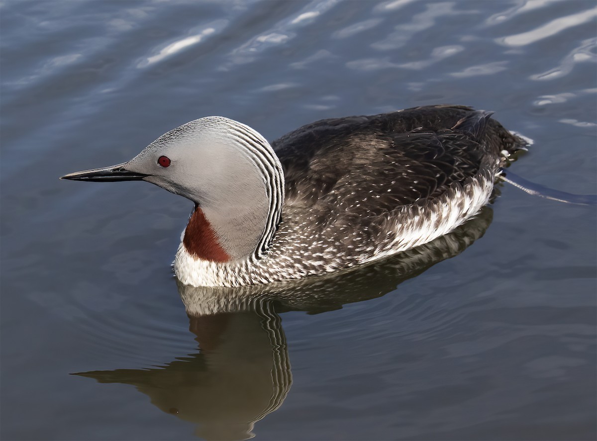 Red-throated Loon - ML619192812
