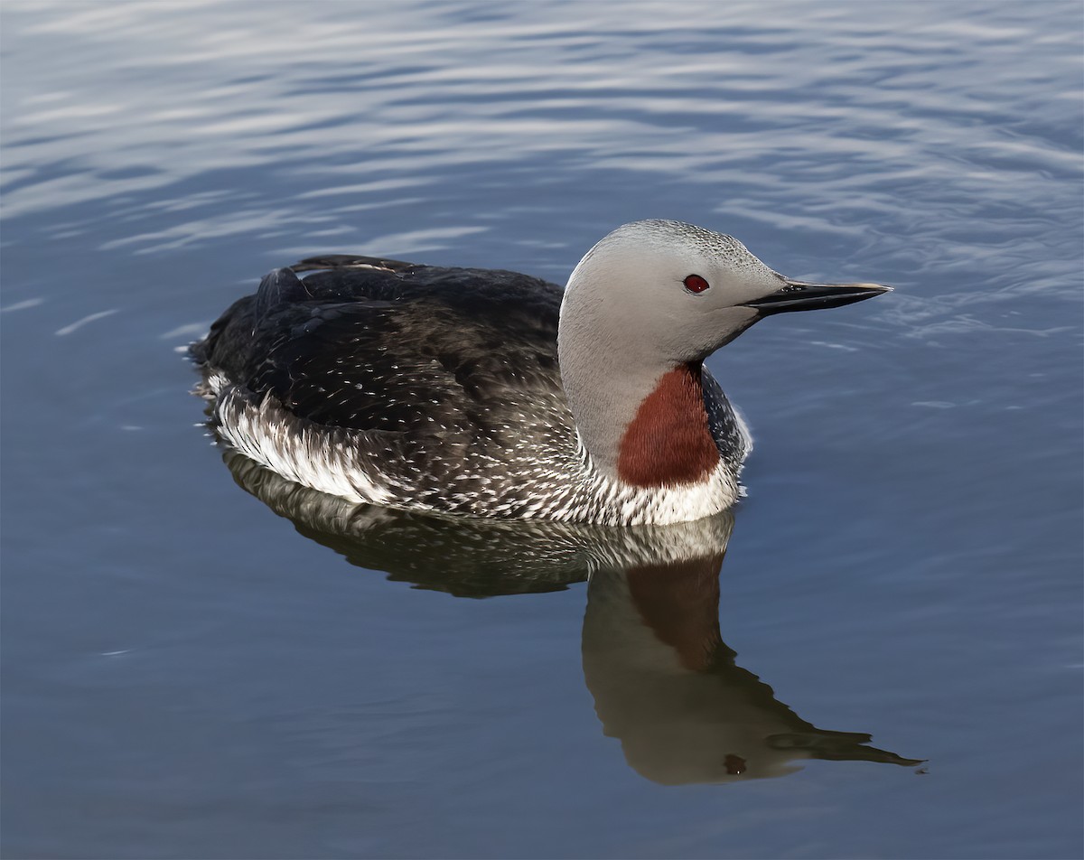 Red-throated Loon - ML619192814