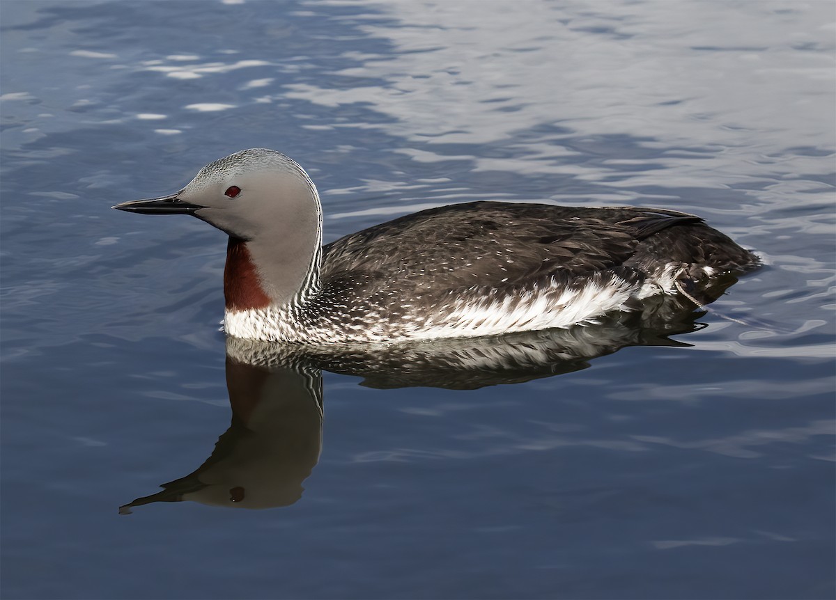 Red-throated Loon - ML619192815