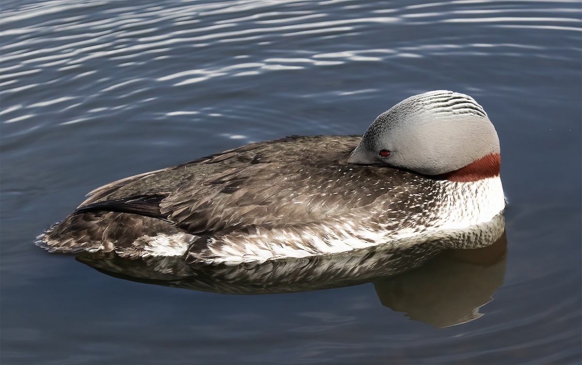 Red-throated Loon - ML619192816
