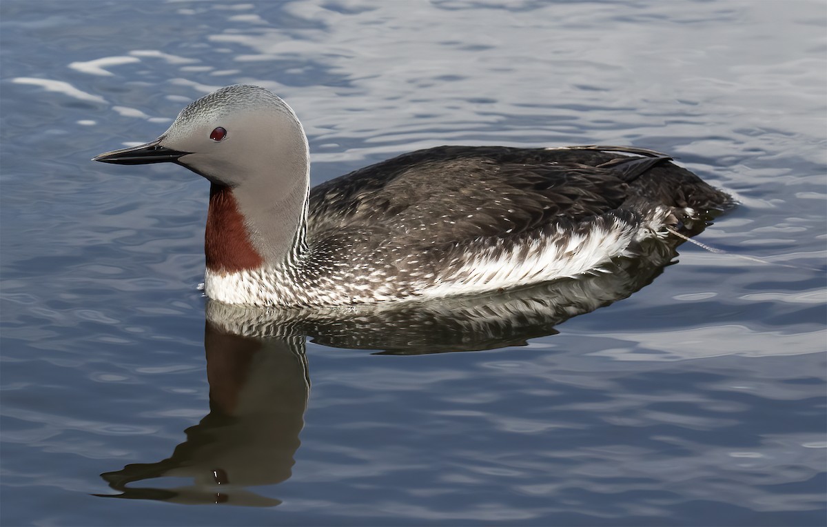Red-throated Loon - ML619192817