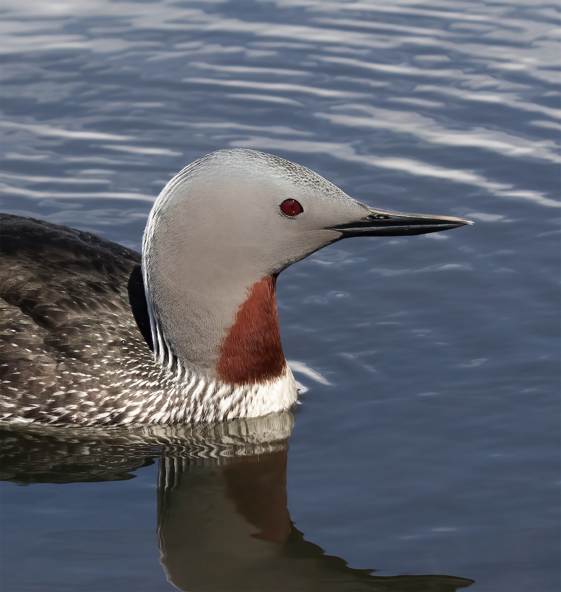 Red-throated Loon - ML619192818