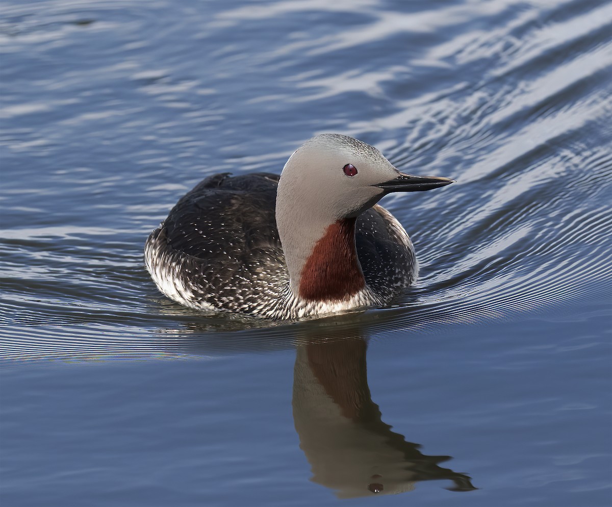Red-throated Loon - ML619192820