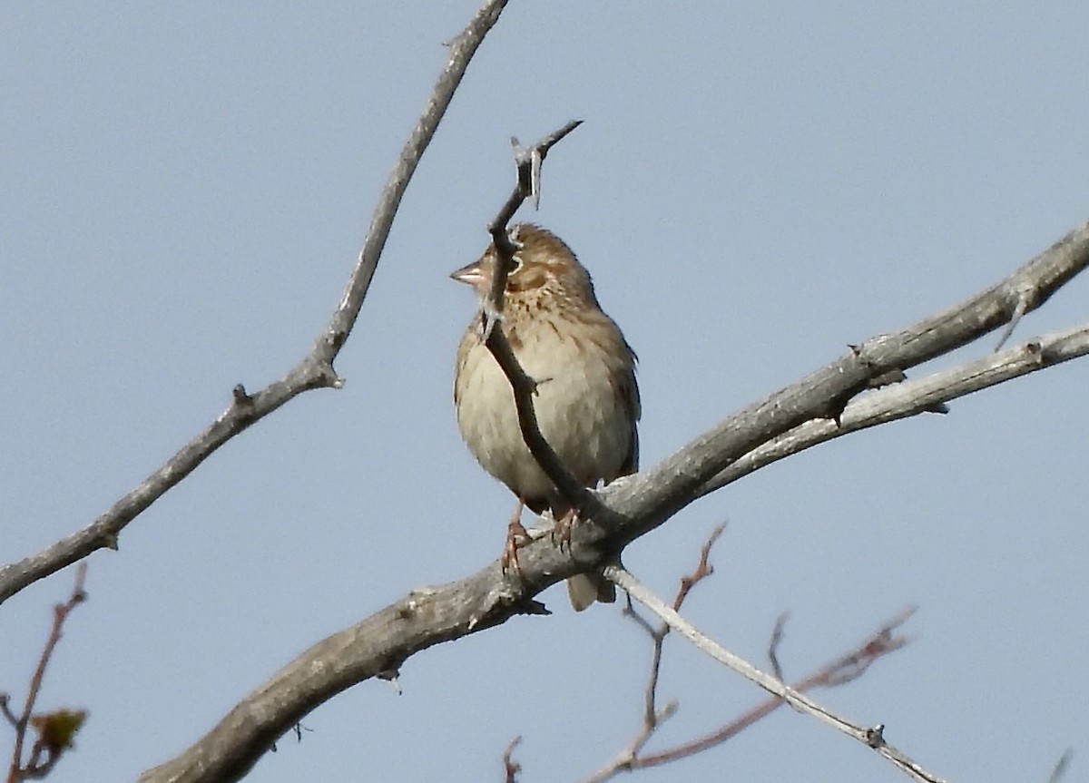 Vesper Sparrow - ML619192856