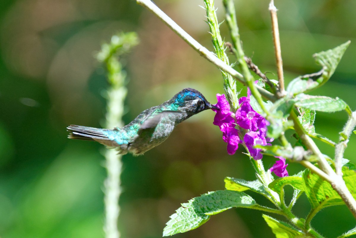 Violet-headed Hummingbird - ML619192911
