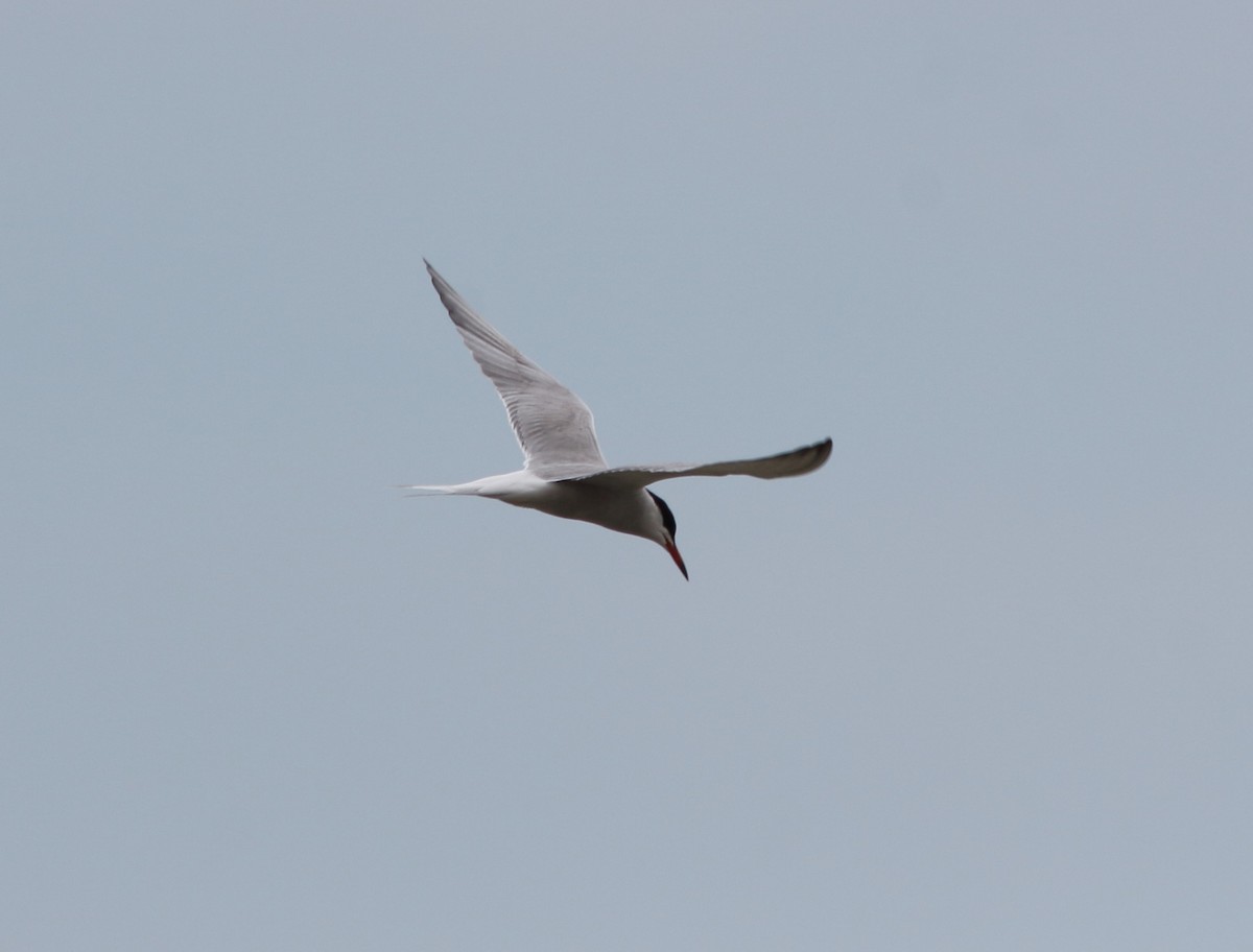 Common Tern - ML619192972