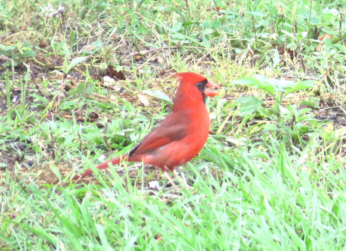 Cardinal rouge - ML619193040