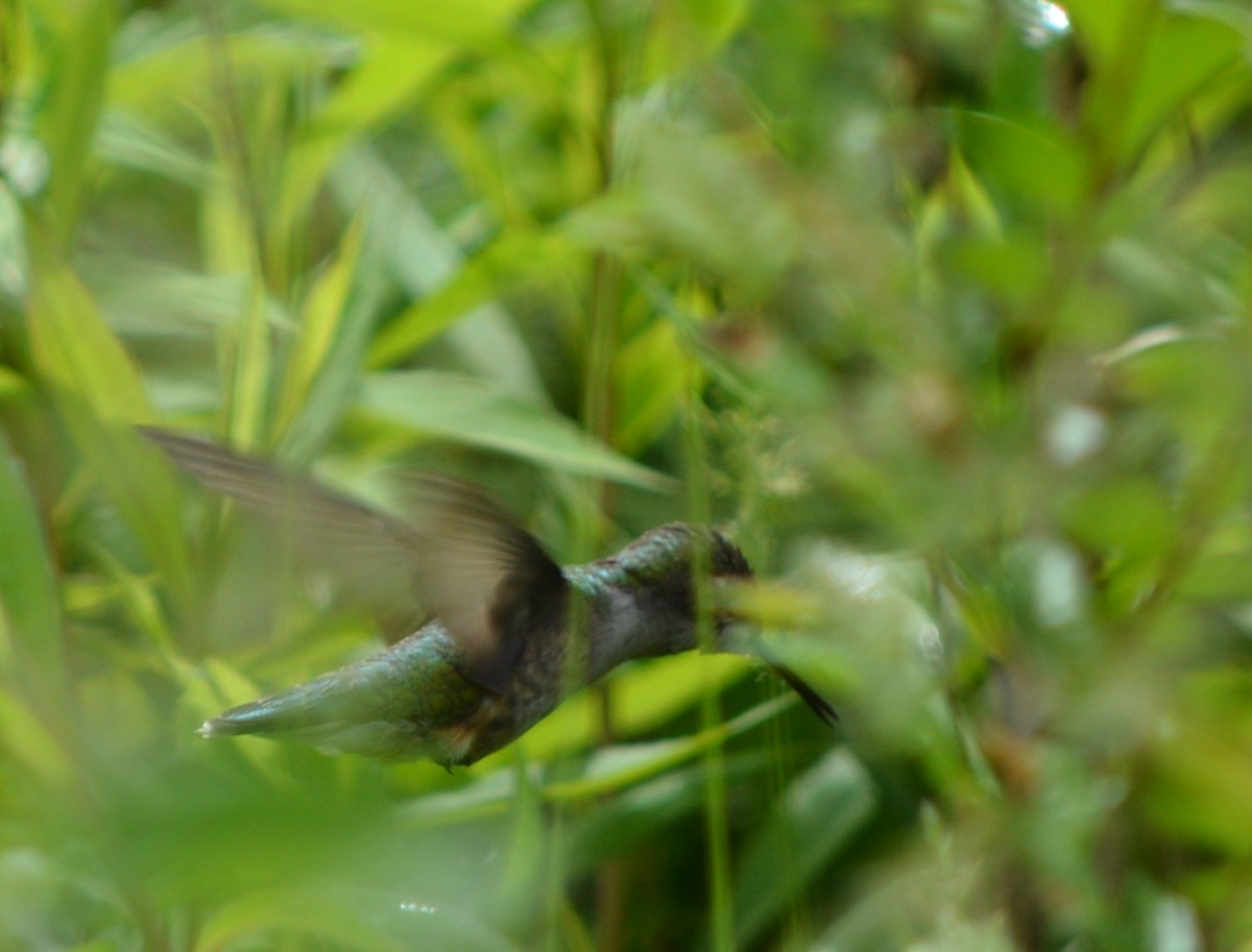 Ruby-throated Hummingbird - ML619193093