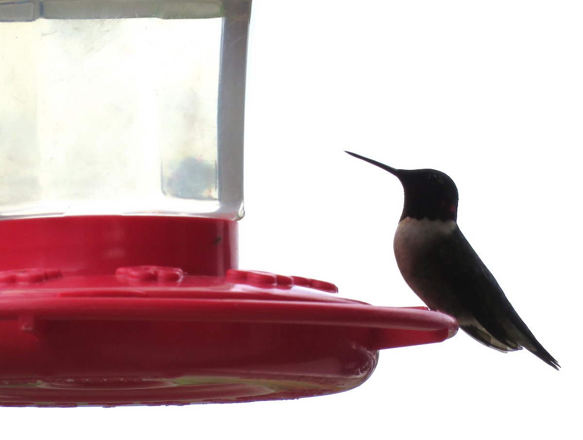Ruby-throated Hummingbird - ML619193105