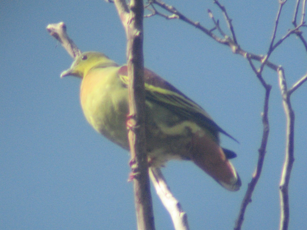 Ashy-headed Green-Pigeon - ML619193125