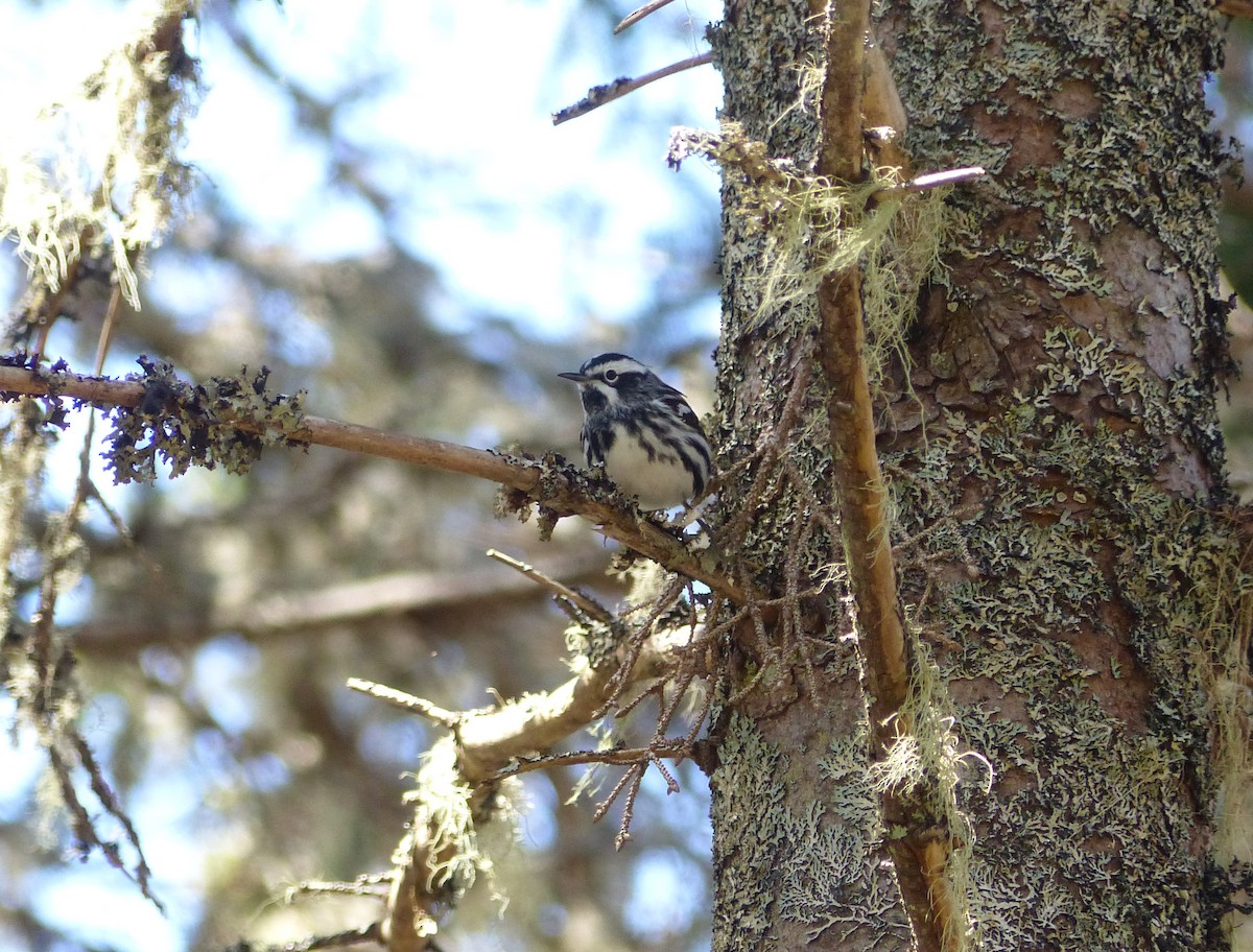 Black-and-white Warbler - ML619193126