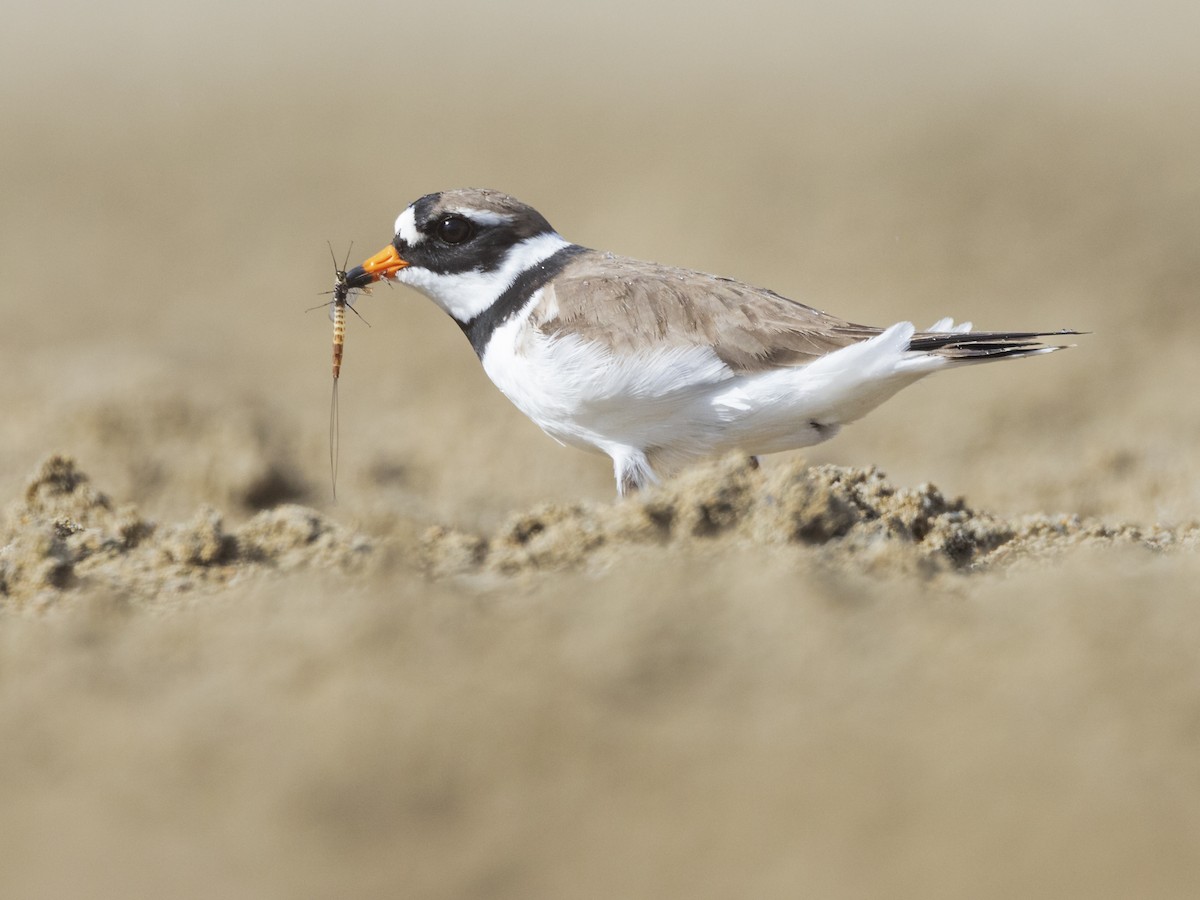 Common Ringed Plover - ML619193141