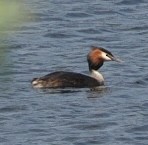 Great Crested Grebe - ML619193159