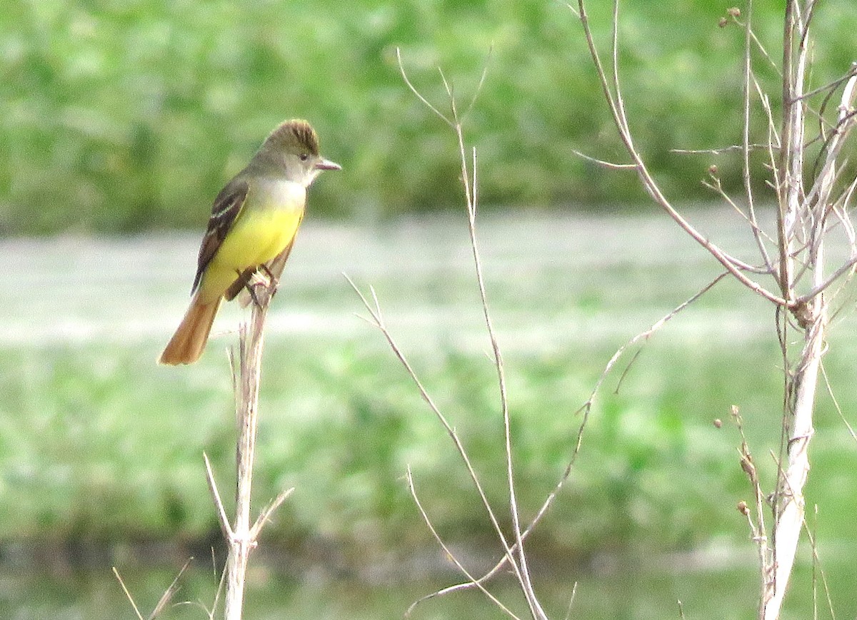 Great Crested Flycatcher - ML619193162