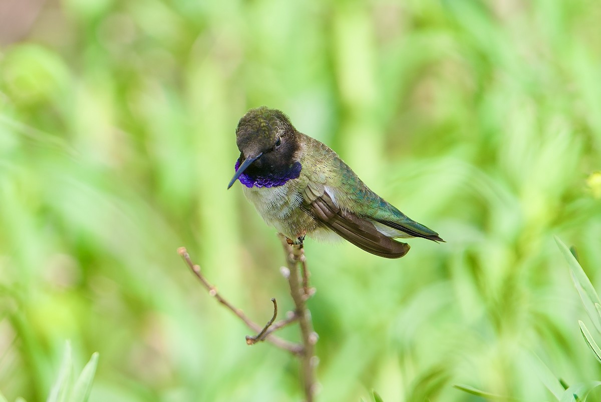 Black-chinned Hummingbird - ML619193168
