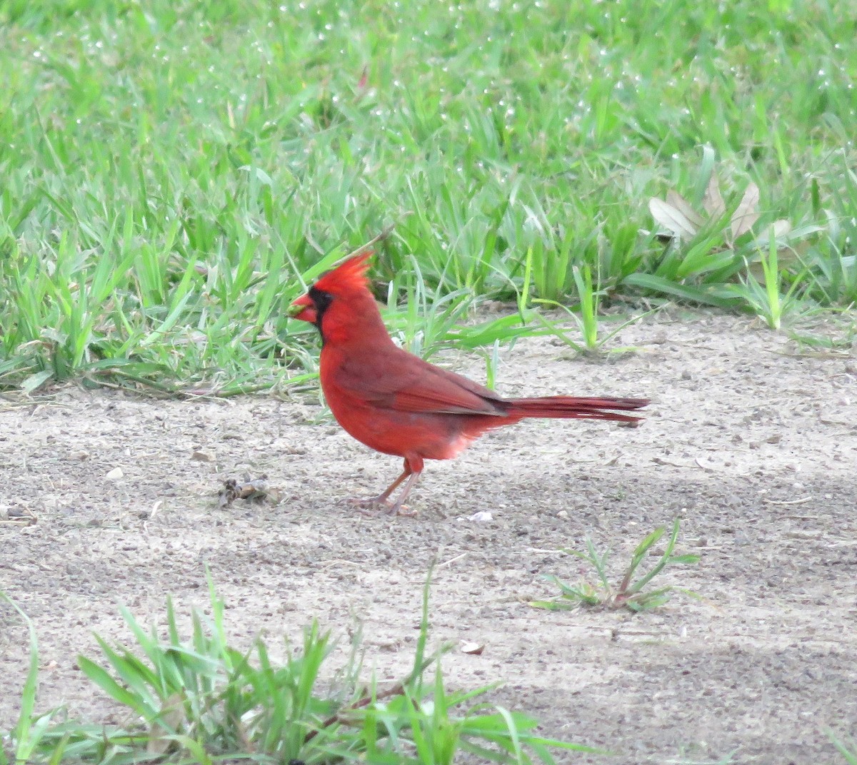 Cardinal rouge - ML619193180