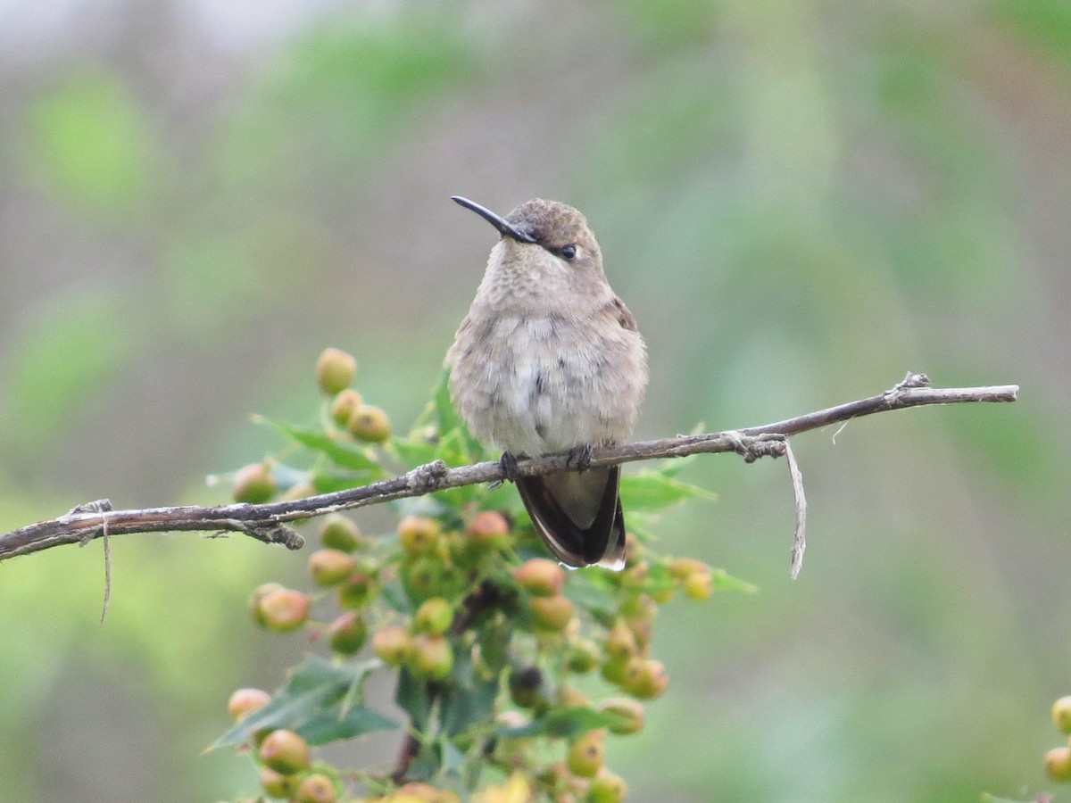 Black-chinned Hummingbird - ML619193183