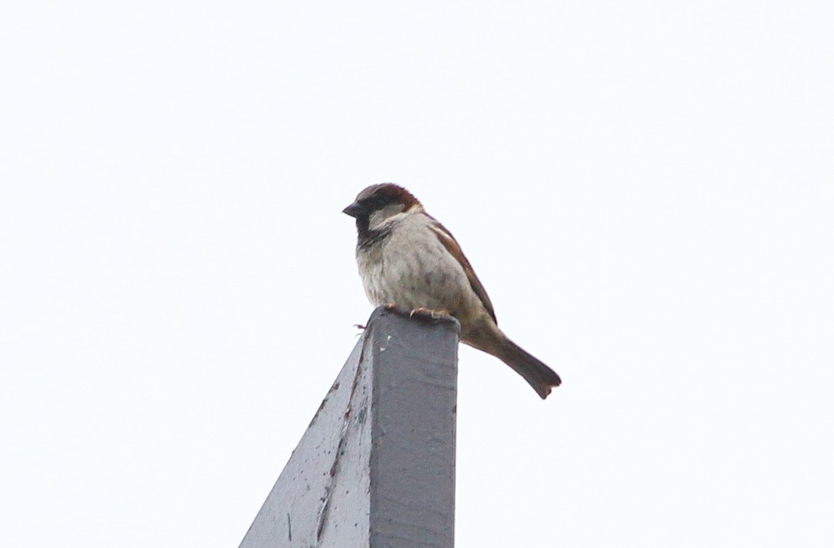 House Sparrow - ML619193196