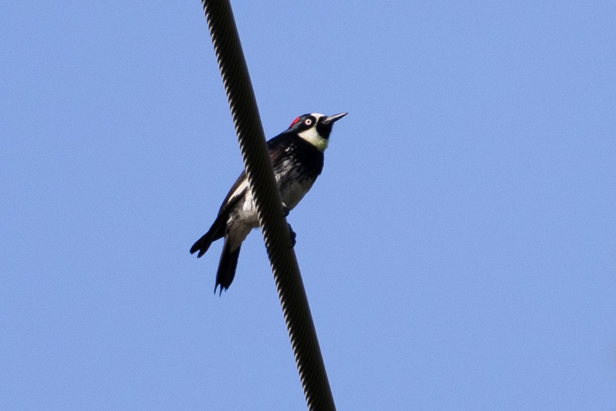 Acorn Woodpecker - ML619193238