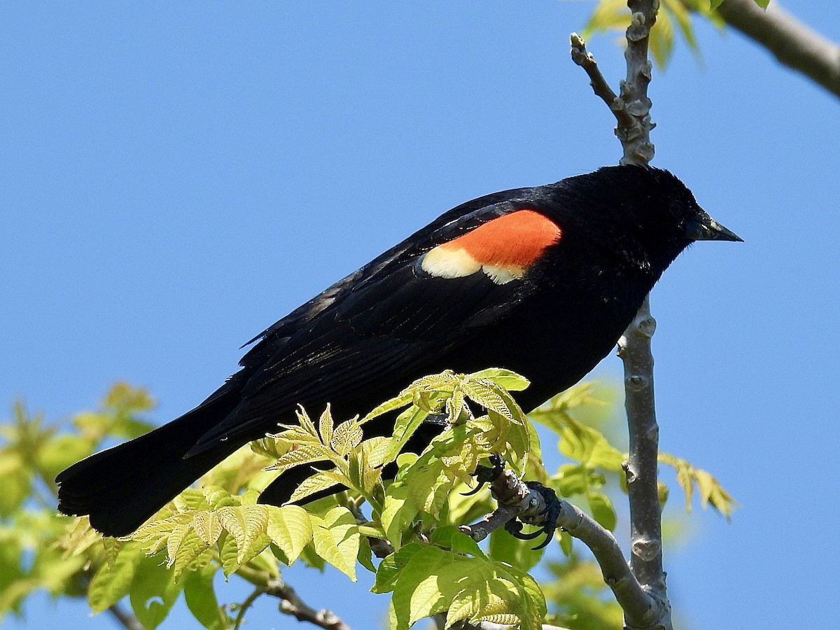 Red-winged Blackbird - ML619193247