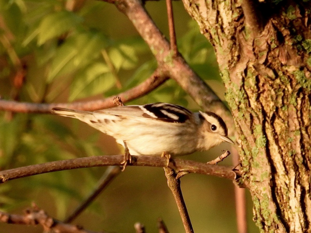 Black-and-white Warbler - ML619193265