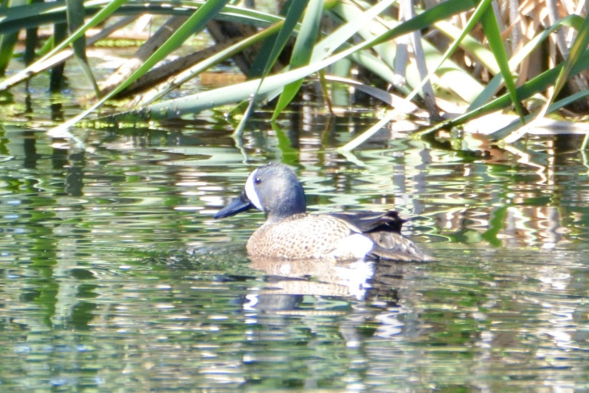 Blue-winged Teal - ML619193281