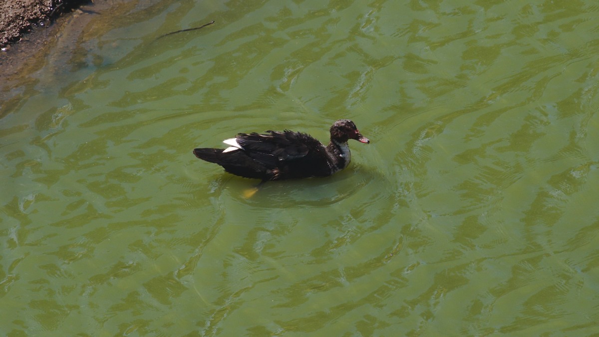 Muscovy Duck (Domestic type) - ML619193304