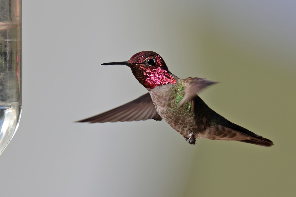 Anna's Hummingbird - ML619193393