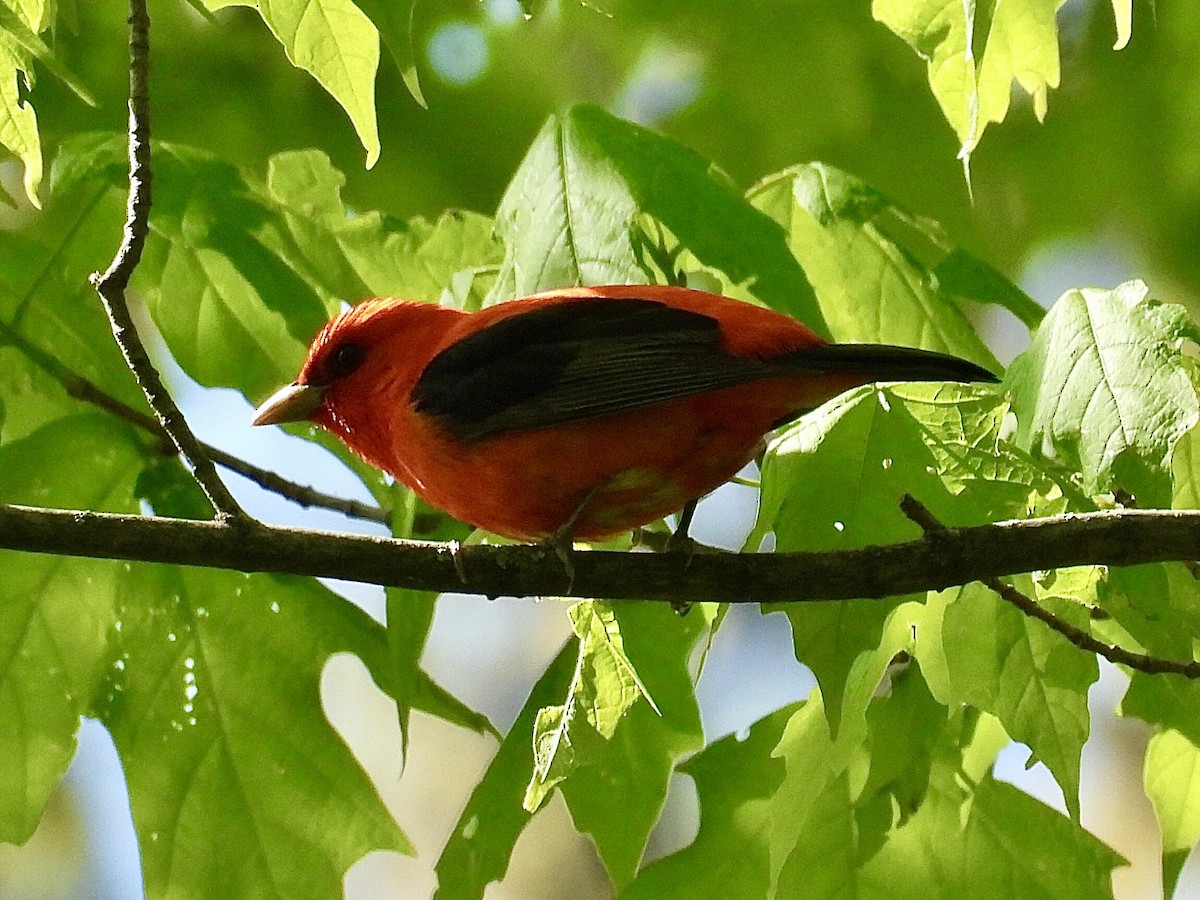 Scarlet Tanager - ML619193403