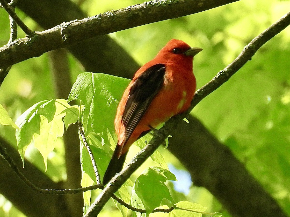 Scarlet Tanager - ML619193404