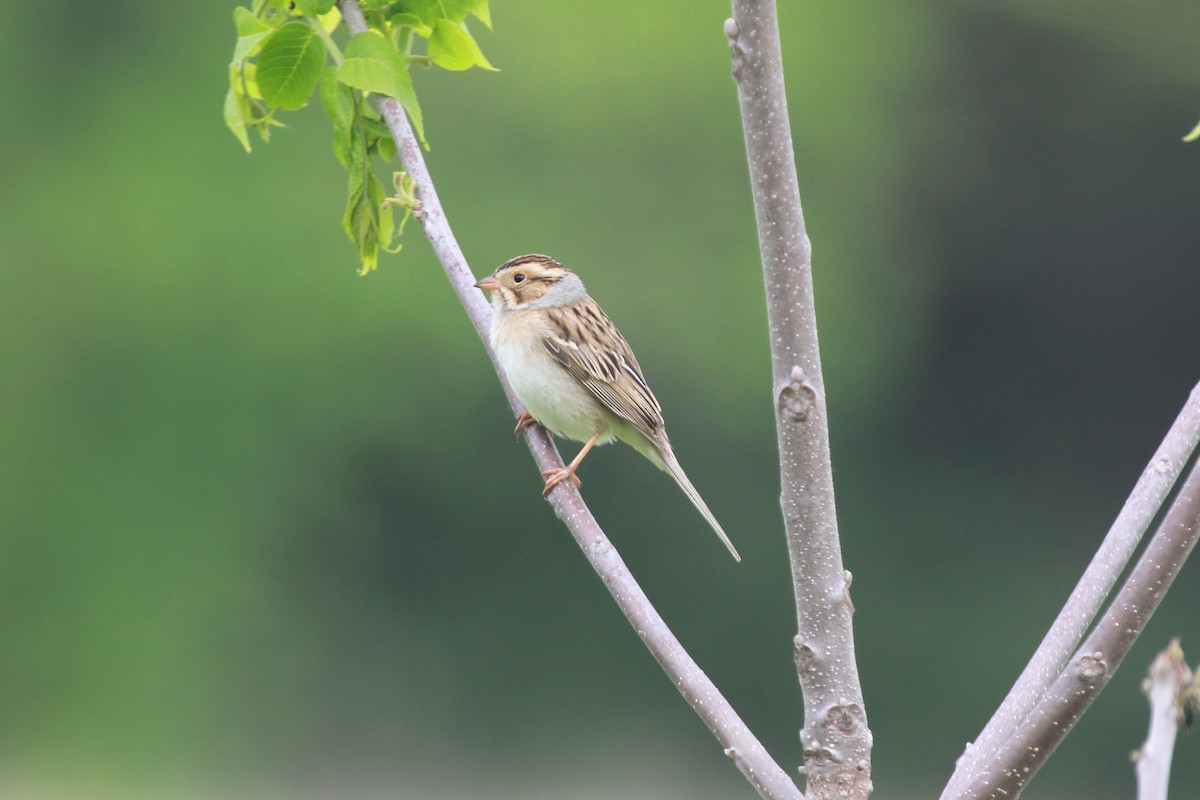 Clay-colored Sparrow - ML619193454