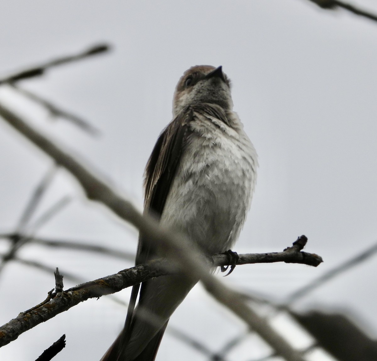 Northern Rough-winged Swallow - ML619193476